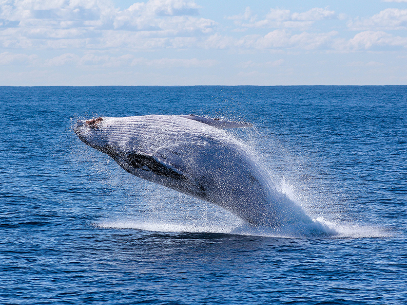 Whale-Watching-Australia