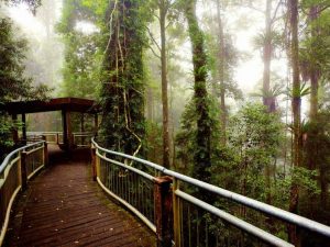 dorrigo national park rainforest walkway