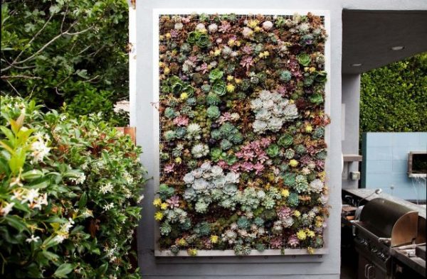 living plant wall