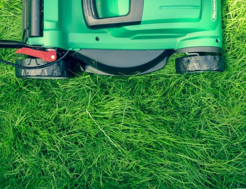 Getting Your Lawn Ready for Fall