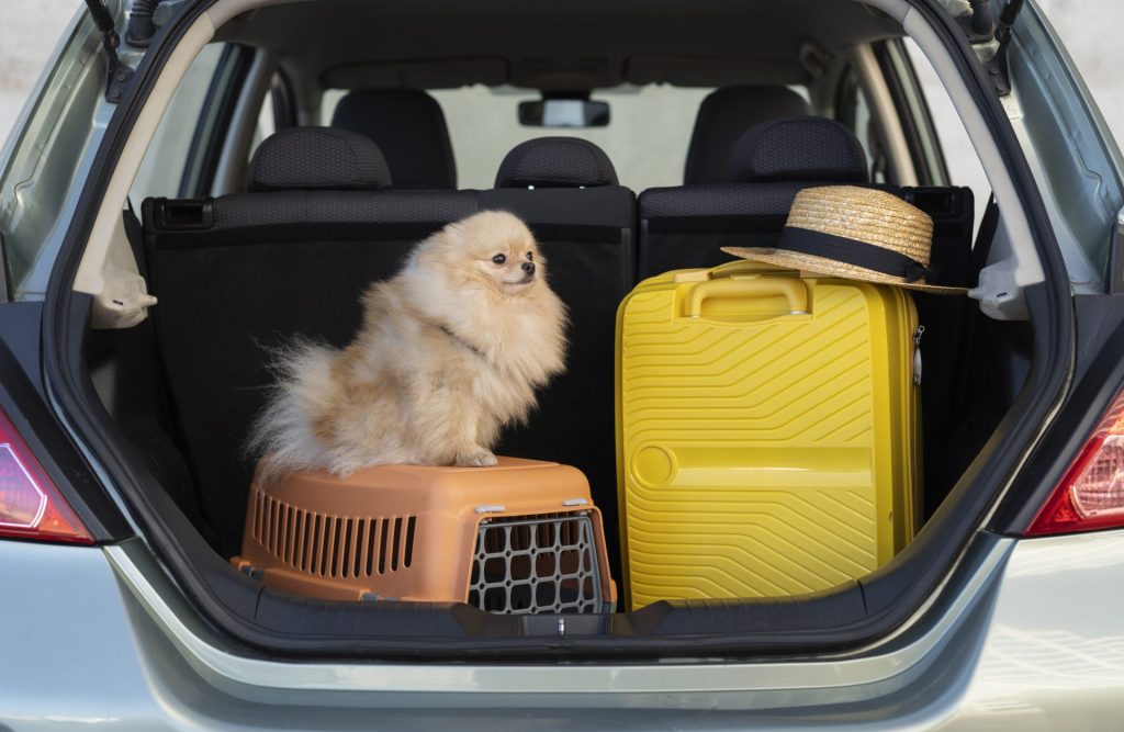 Pet Friendly Self Storage: Tips For Storing Pet Supplies And Gear