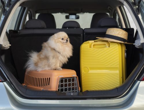 Pet Friendly Self Storage: Tips For Storing Pet Supplies And Gear
