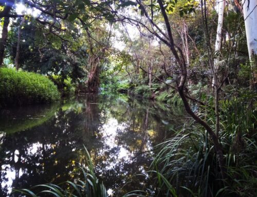 Why Self Storage in Worongary Is the Smart Choice for Homeowners and Small Businesses